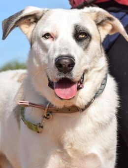 Zeus sucht sein Zuhause für Immer..... - Laatzen