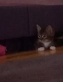 Katzen Babys in 58452