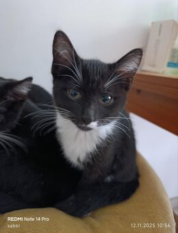 Main coon mix - Magdeburg