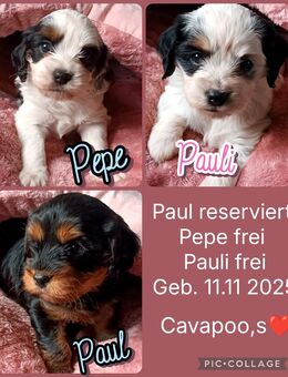 Cavapoo Welpen tricolour merle - Hesel