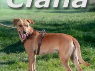 Ciana hofft auf ein schoenes Zuhause - Brunstorf