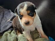 Australian shepherd x Bordercollie Welpen - Ahaus