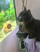 12 wochen alte Kitten in 38108