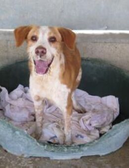 Salchi - Neubrunn (Bayern)