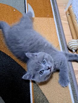 Bkh kitten reinrassige kurzhaar. - Osnabrück