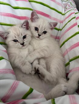 Zwei BKH Kitten (weiblich) - Oberndorf (Neckar)