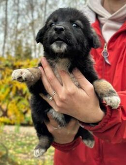 Bezaubernder Welpenjunge Welpe 5 A - Kallmünz