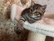 BKH Black golden Tabby Katerchen - Wittichenau