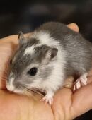 Wüstenrennmäuse Jungtiere in 48153