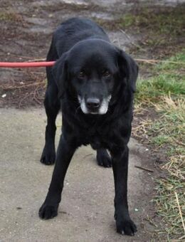Kolett - freundliche Begleiterin - Süderbrarup