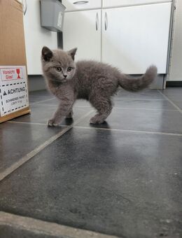 Bkh kitten - Büren