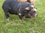 Kune Kune Schweinchen Rassenrein zu verkaufen - Schmiedrued