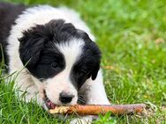 Border collie Welpen - Niedere Börde