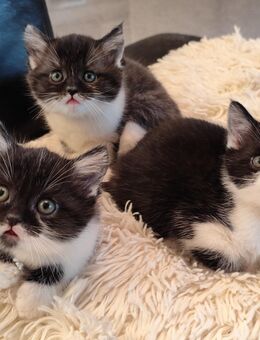 Wunderschöne BKH-Mix Kitten – entwurmt & stubenrein - Bergkamen