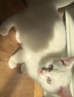 bkh kitten weiß - Kressbronn (Bodensee)