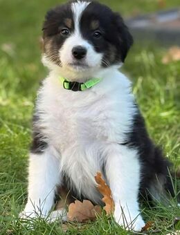 Austrailian Shepherd Welpen Showlinie reinrassig - Berlin Spandau