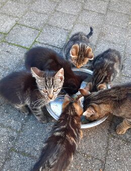 4 Kleine Maikätzchen abzugeben - Rietz-Neuendorf