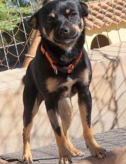 Floki- charmant und manchmal großes Ego - Bad Camberg