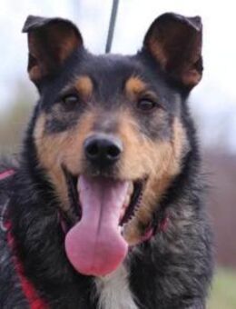 Schatz Teri: sehr freundlicher Gefährte - Hamburg