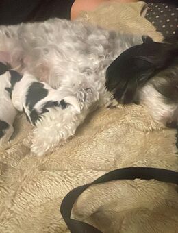 Zuckersüße Mix-Welpen abzugeben - Simmern (Hunsrück)