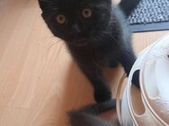 Wunderschöne Edelmix Mädchen Maine Coon und Britisch Kurzhaar - Ludwigshafen (Rhein)