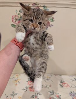 Süße Maine coon Mix katzen - Kyritz