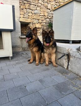Schärferhund Hündin 08/2024 - Tittling