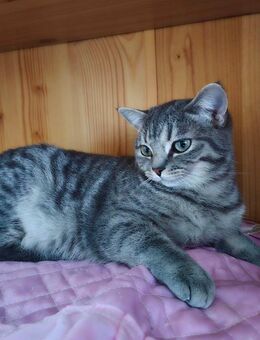 BKH Tabby Kätzchen abzugeben - Göttingen