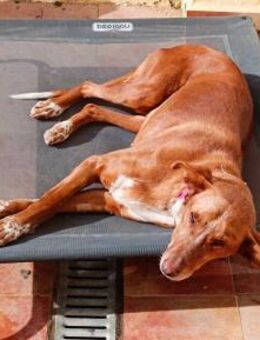 FELI sucht ihre Herzensmenschen! - Saarbrücken