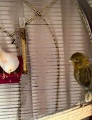 Kanarienvögel in 65187