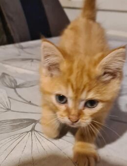 Little Browny sucht ein Zuhause - Iserlohn