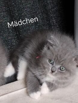 BKH kitten - Osnabrück
