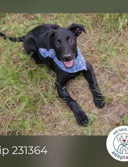 Chip 231364: Hundekind sucht ein Zuhause - Kirchzell