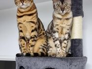 Bengal Katzen Geschwister - Krefeld