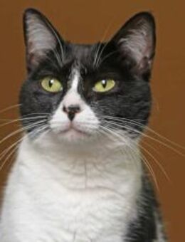 Katzendame Kalea sucht Dich! - Walluf