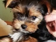 Yorkshire terrier welpen - Zerbst (Anhalt) Bornum