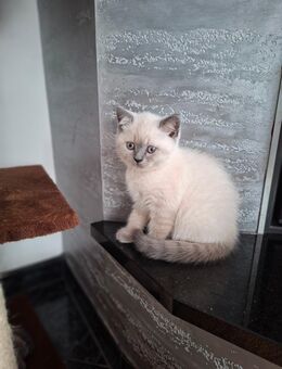 Reinrassige BKH - Kitten - Mosbach