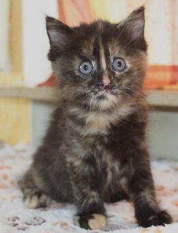 Weibliches Maine-Coon-Mix-Kitten abzugeben - Heilbronn