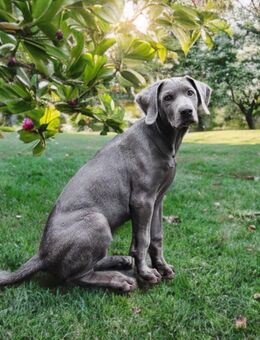 Sehr hübsche Weimaraner Mix Welpin Abgabebereit - Rahden