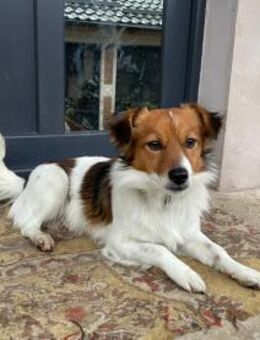 Abbo - aufgewecktes Dreibein sucht - Berlin