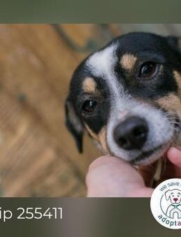 Chip 255411: Sucht ein Zuhause - Kirchzell