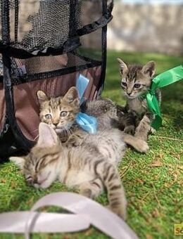 Chip & Chop - Verspielte Tigerkitten - Bad Camberg
