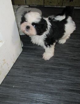 Knuddelige Shih tzu Baby abzugeben - Pforzheim