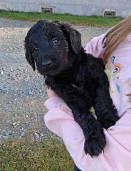 Labradoodle - Deutsch Stichelhaar Welpen - Rosenbach (Vogtland)