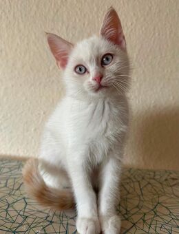 Junge verspielte Katze Mina sucht ein liebevolles Zuhause - Düsseldorf