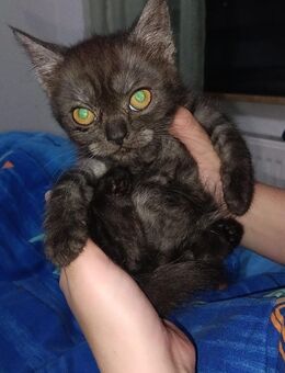Zuckersüßer Britisch Kurzhaar/Perser Mix Babykater sucht liebevolles Zuhause - Herne