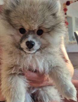 Pomeranian - Werneuchen