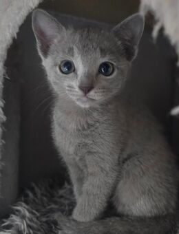 Russisch blau, kitten, Weibchen, Eltern mit Stammbaum - Werne