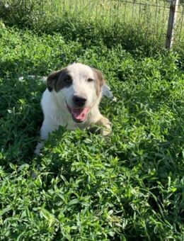 Pete will dein Herz erobern - Celle