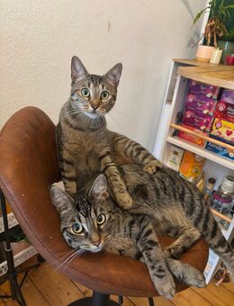 Zwei süße Katzen suchen neues Zuhause❤️ - Braunschweig